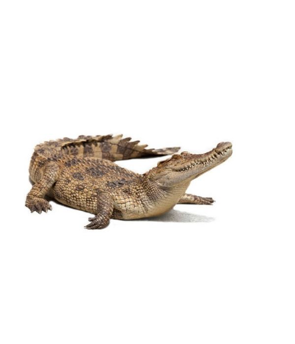 vegetarian Crocodile